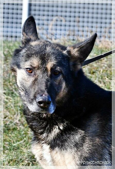 Brutus – jeden z tych „nieadopcyjnych”. Czy dasz mu szansę?