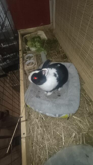 Królik miniaturka samiec