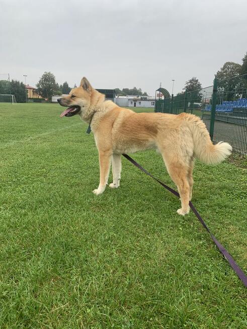 Certyfikowany trener psów