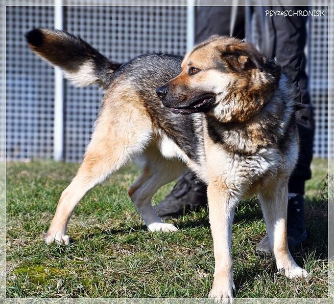 ASZTON - radosny piesek z nadzieją na lepsze jutro