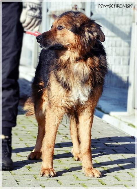 GACEK - wesoły Przyjaciel w typie owczarka