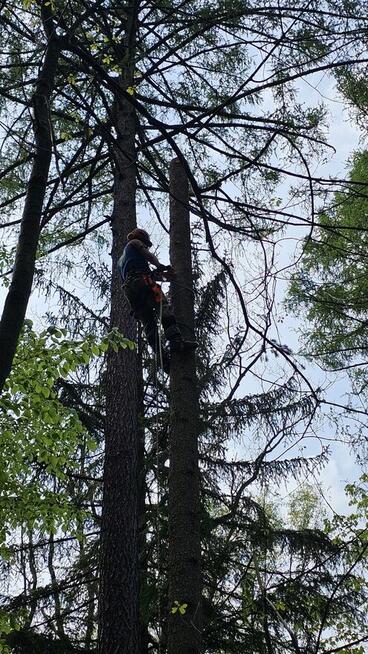 Sekcyjna wycinka drzew Mateusz Turoń Wisła
