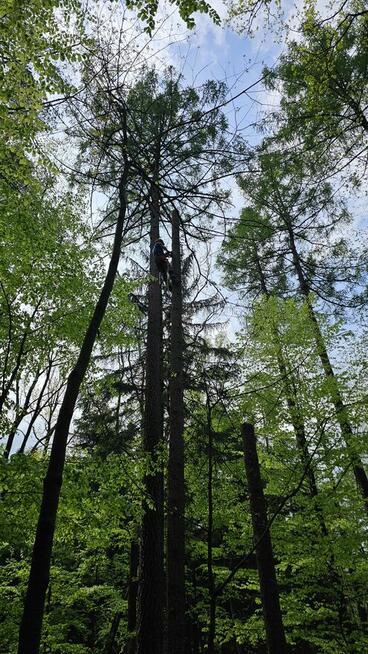 Sekcyjna wycinka drzew Mateusz Turoń Wisła