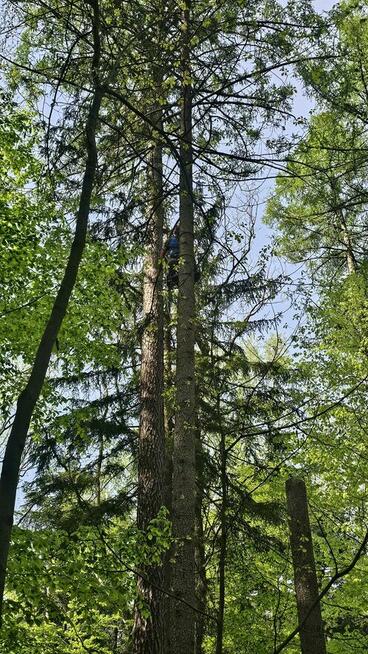 Sekcyjna wycinka drzew Mateusz Turoń Wisła