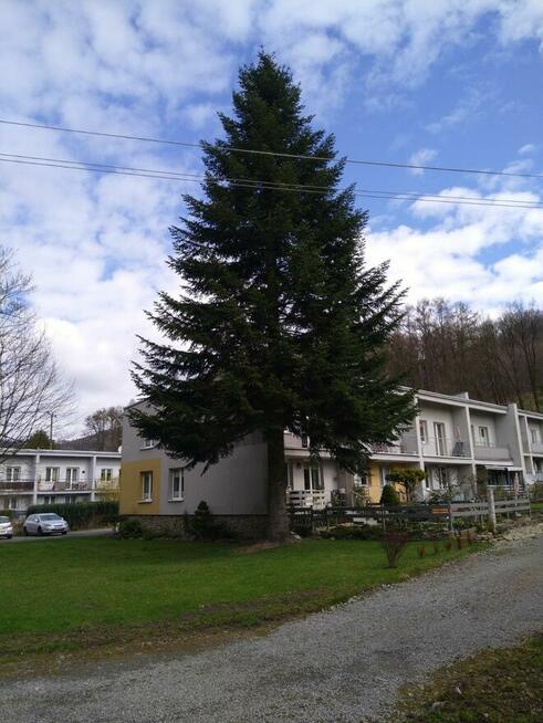 Sekcyjna wycinka drzew Mateusz Turoń Wisła