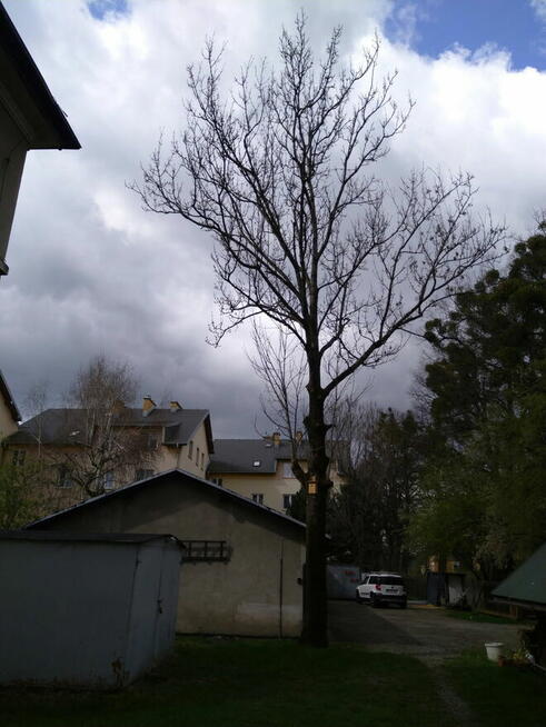 Sekcyjna wycinka drzew Mateusz Turoń Wisła