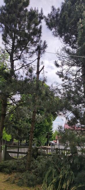 Sekcyjna wycinka drzew Mateusz Turoń Wisła