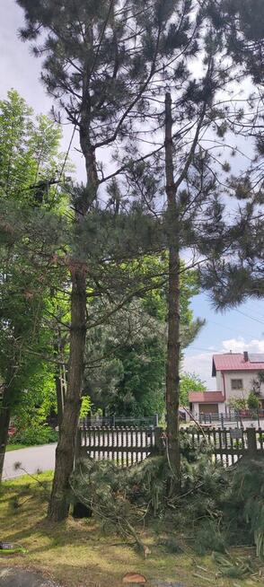 Sekcyjna wycinka drzew Mateusz Turoń Wisła