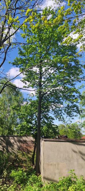 Sekcyjna wycinka drzew Mateusz Turoń Wisła