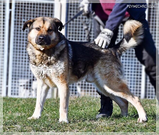ASZTON - radosny piesek z nadzieją na lepsze jutro