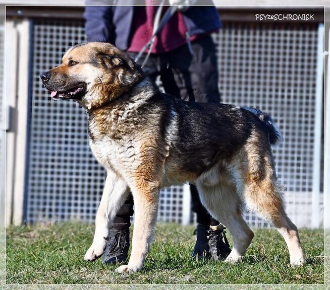 ASZTON - radosny piesek z nadzieją na lepsze jutro