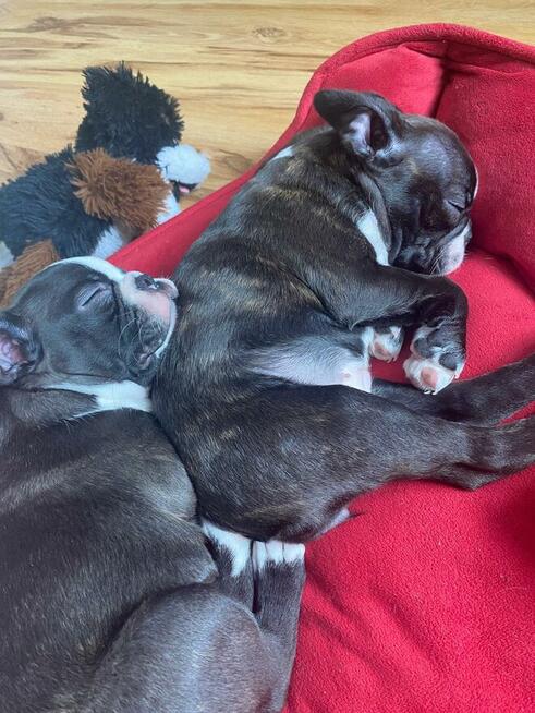 Boston terrier szczenięta