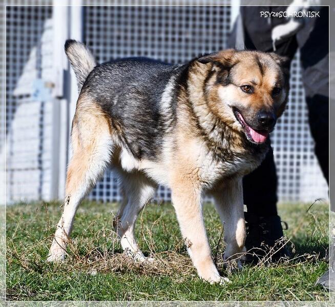 ASZTON - radosny piesek z nadzieją na lepsze jutro