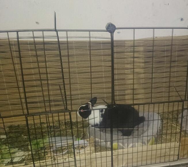 Królik miniaturka samiec