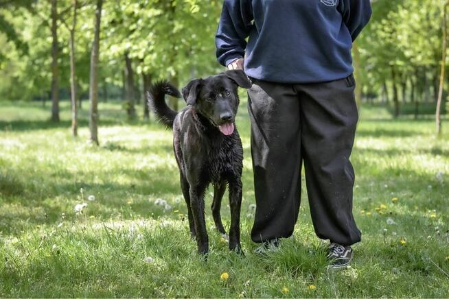 Gapcio-wymagający pracy pies czeka na świadomy dom-adocja