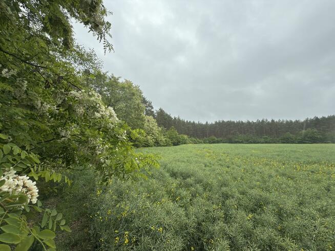 8 działek budowlanych w środku lasu, 30 min od Łodzi