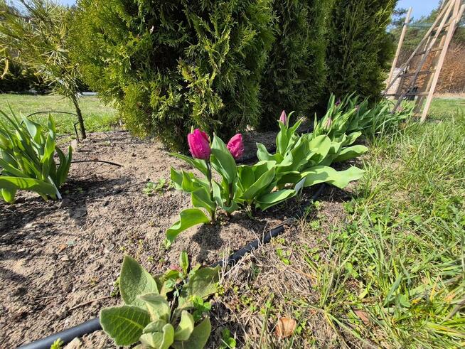 Piękna działka w środku lasu