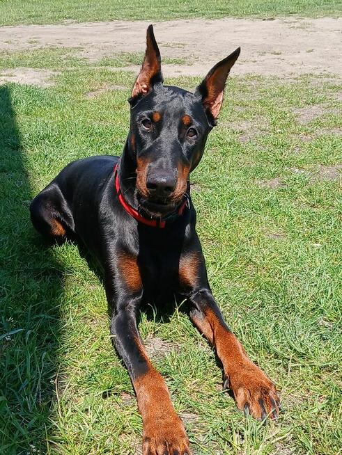 Doberman