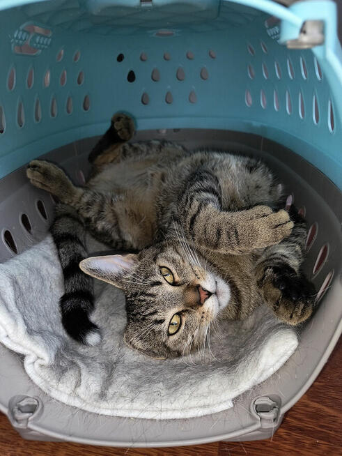 Rene - koci gentelmen szuka domu