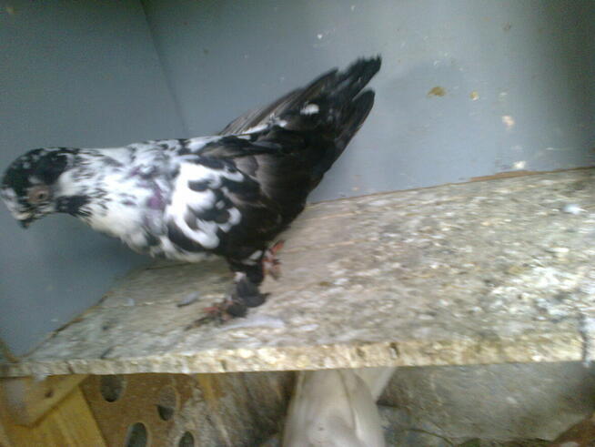 Motyle warszawskie -samiec