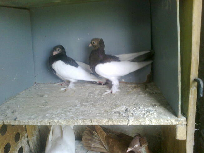 sroczki polskie-parka