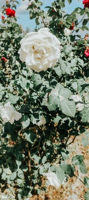 Działka 460m2 ROD 700-lecia Buk k. Poznania