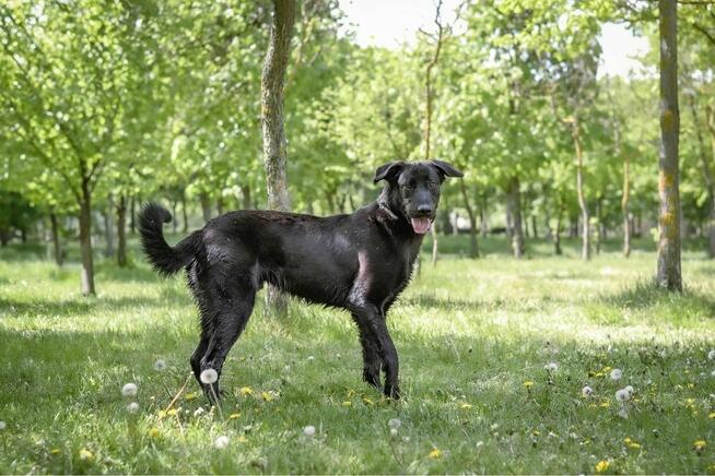 Gapcio-wymagający pracy pies czeka na świadomy dom-adocja