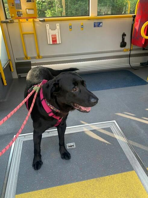 Czako, bardzo fajny duży pies czeka na fajnego człowieka