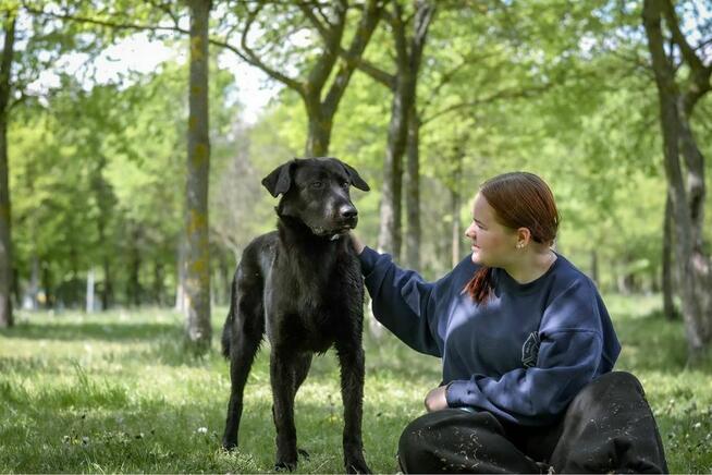 Gapcio-wymagający pracy pies czeka na świadomy dom-adocja
