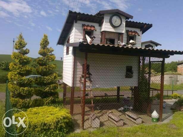 Motyle warszawskie -samiec