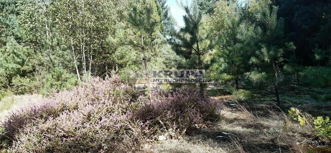 Siedlisko z domkiem, dla miłosników lasu niedaleko od W-wy,