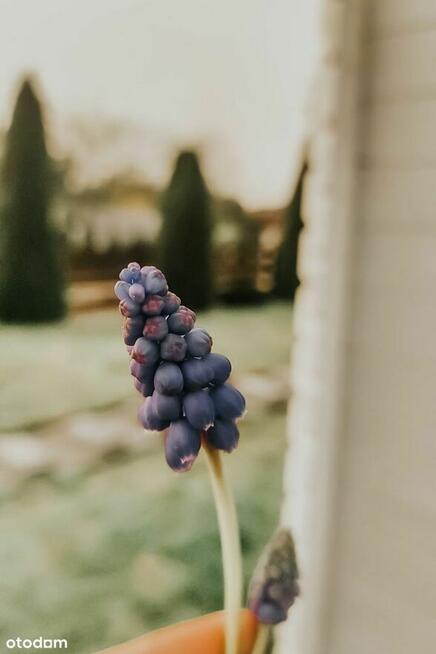 Działka 460m2 ROD 700-lecia Buk k. Poznania