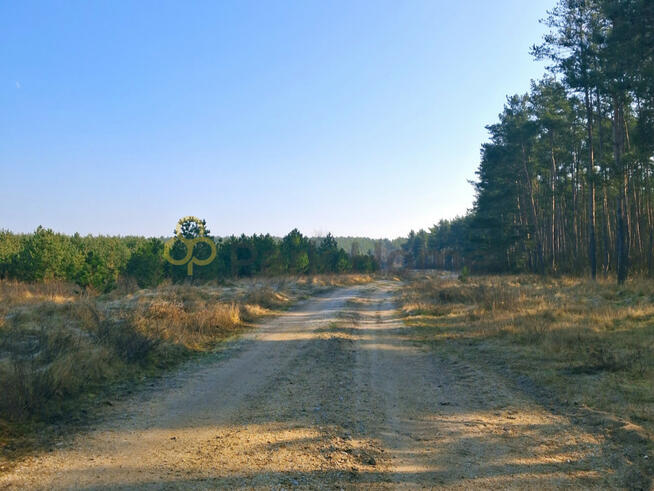 Działka budowlana Rajczyn gm. Wińsko,