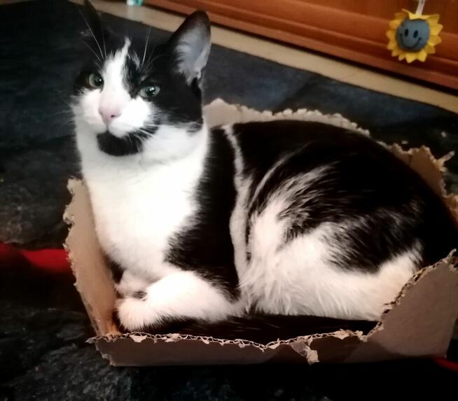 Zaginął czarno-biały kot