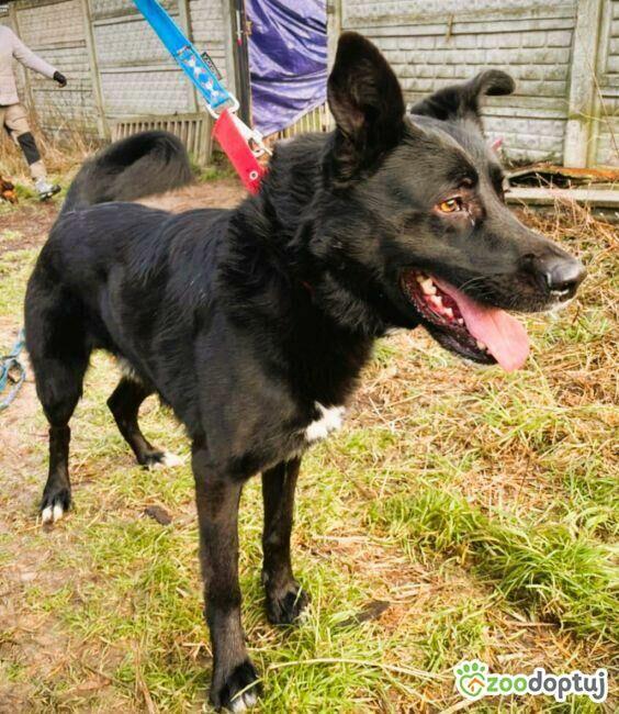 MIŁEK - piękny psiak w typie czarnego owczarka szuka domu