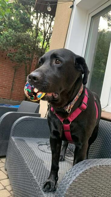 Czako, bardzo fajny duży pies czeka na fajnego człowieka