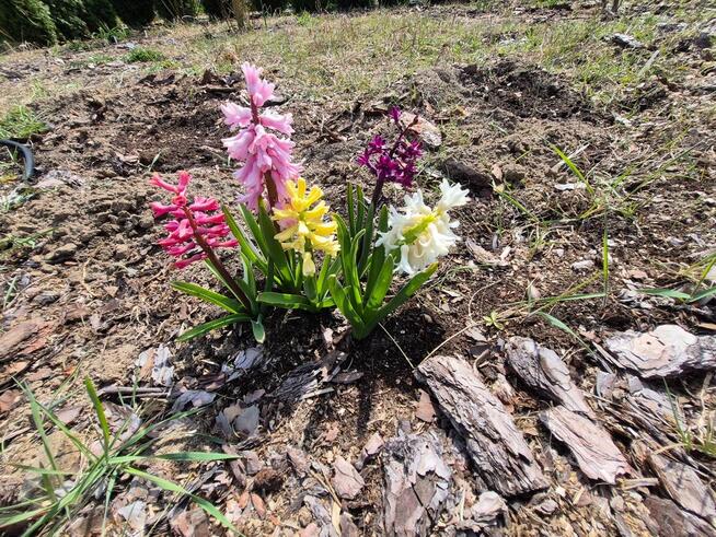 Piękna działka w środku lasu