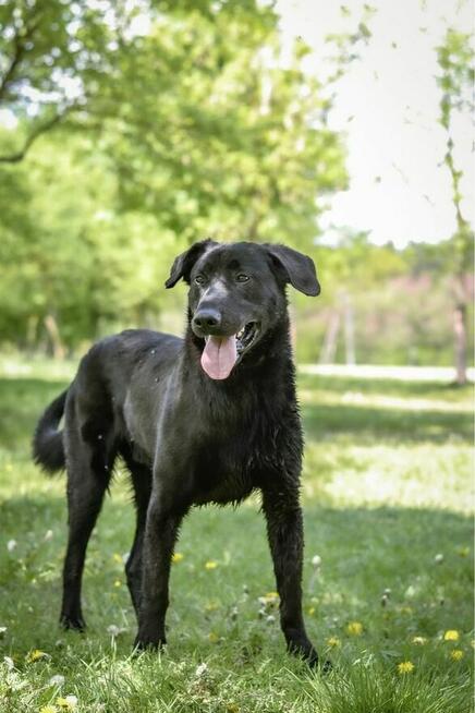 Gapcio-wymagający pracy pies czeka na świadomy dom-adocja