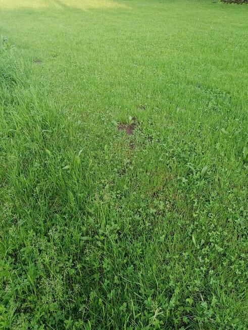 Koszenie traw, trawników, przycinanie tui, wertykulator