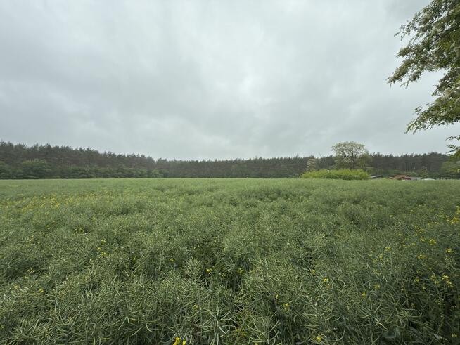 8 działek budowlanych w środku lasu, 30 min od Łodzi