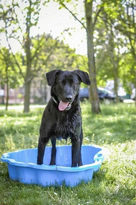 Gapcio-wymagający pracy pies czeka na świadomy dom-adocja