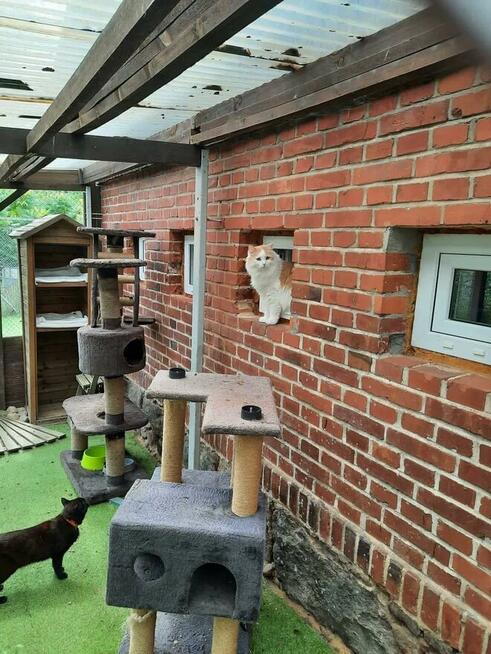 Hotel dla KOTA KOTEL PSANATORIUM. Ogrzewany i całoroczny