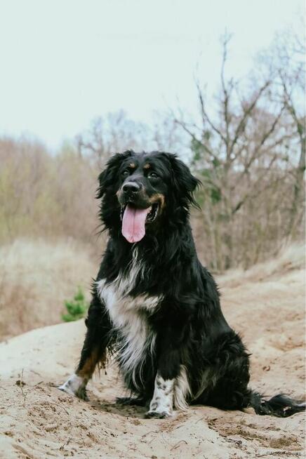 Tucker-piekny delikatny pies czeka ba wyrozumaiky dom-adopcja