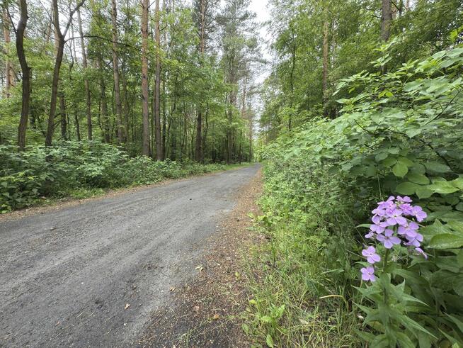 8 działek budowlanych w środku lasu, 30 min od Łodzi