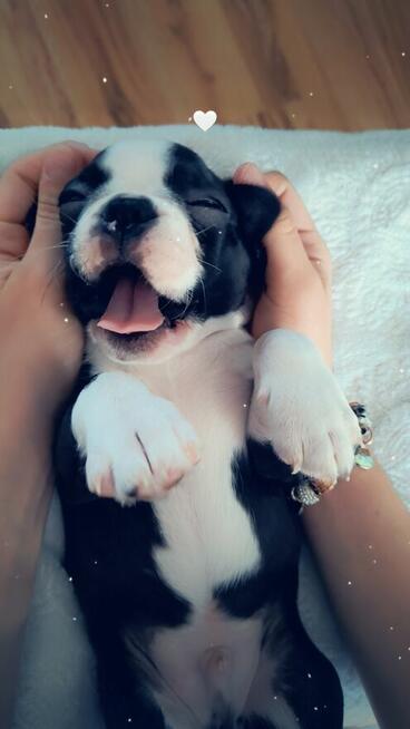 Boston terrier