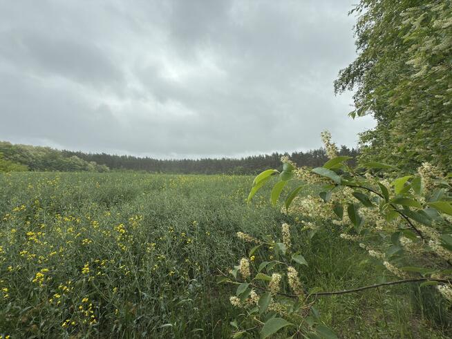 8 działek budowlanych w środku lasu, 30 min od Łodzi