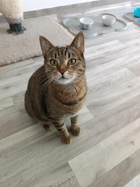 Rene - koci gentelmen szuka domu