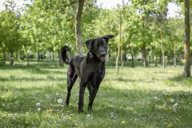 Gapcio-wymagający pracy pies czeka na świadomy dom-adocja