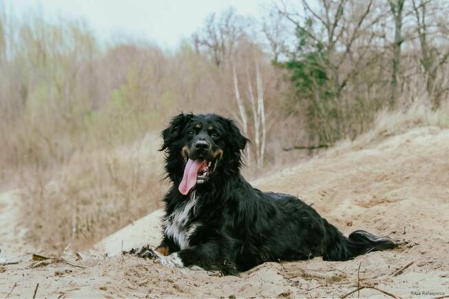 Tucker-piekny delikatny pies czeka ba wyrozumaiky dom-adopcja