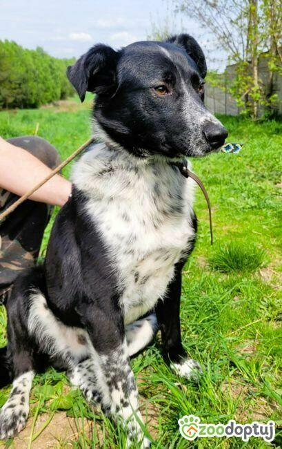 FELIKS - super psiak w typie border collie do adopcji